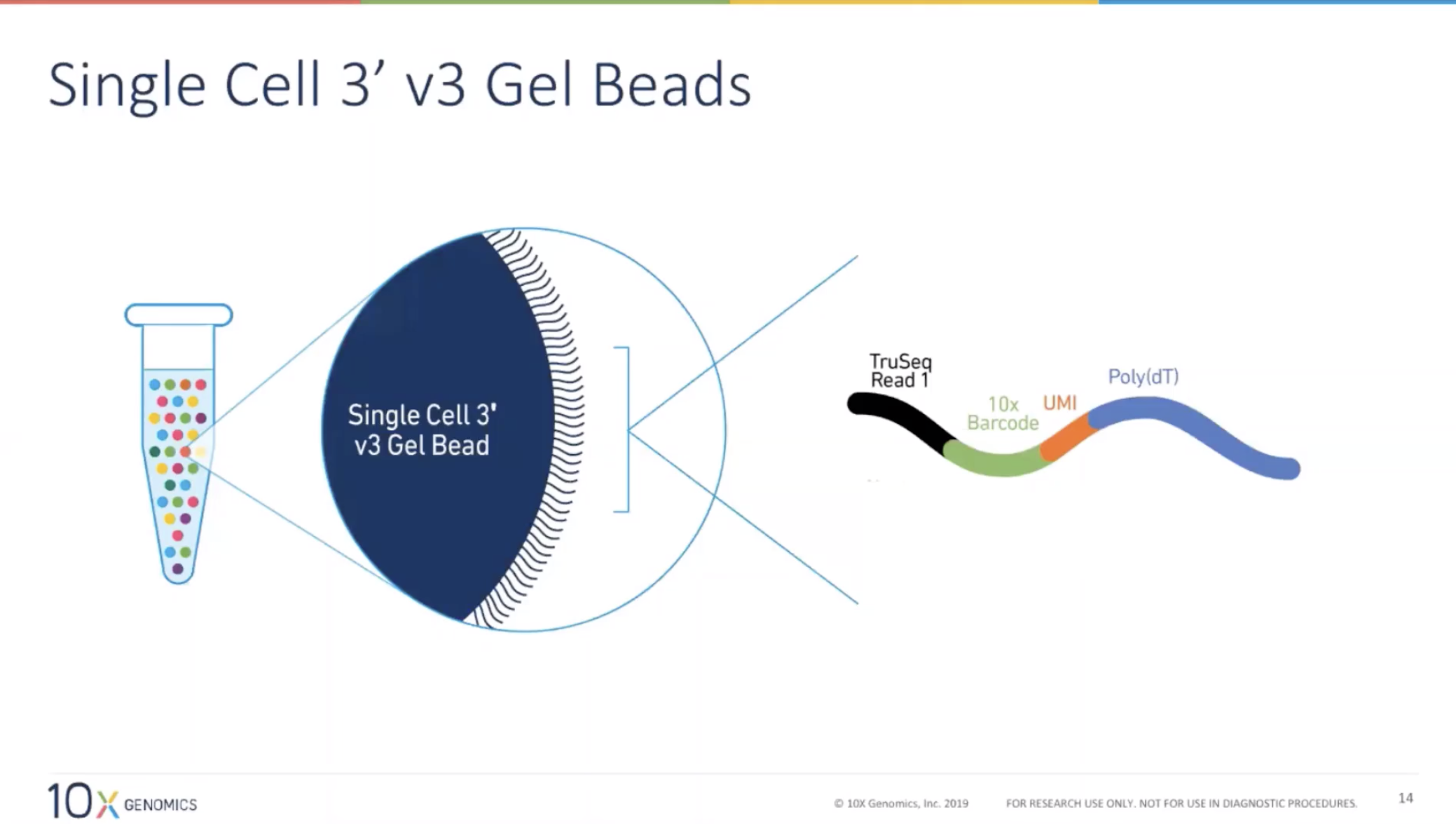 10x Genomics gel bead oligo structure: TruSeq Read 1, 10x Barcode, UMI, Poly(dT)