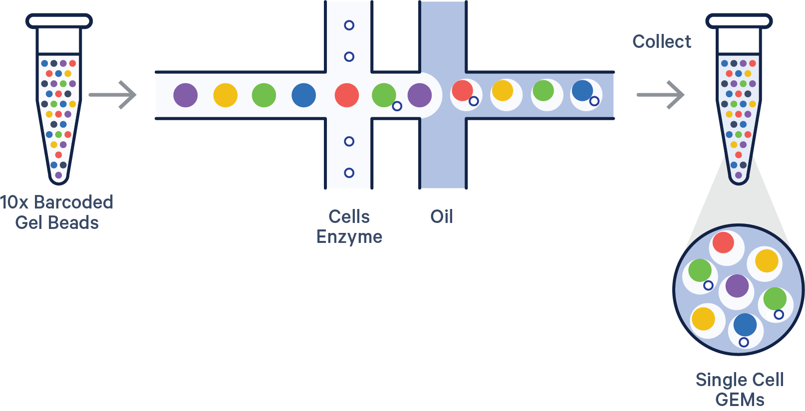 10x Genomics GEM generation: barcoded gel beads and cells merge with oil into single-cell droplets
