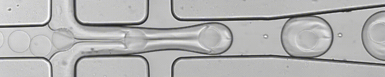 Microscopy footage of droplets forming at a microfluidic junction